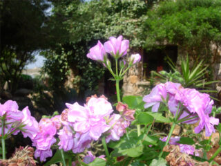 Dettaglio dei fiori del giardino