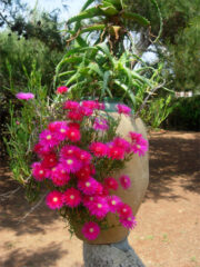 Dettagli del giardino