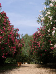 Giardino del camping