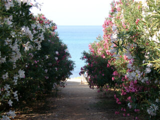 Viale che da accesso al mare
